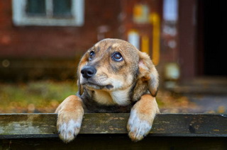 A homeless brown puppy with sad eyes is worth autumn on bench on the street