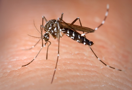 Aedes Albopictus 1