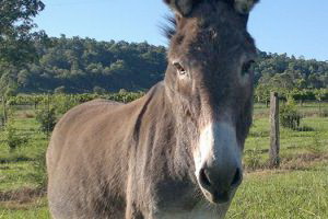 Donkey174